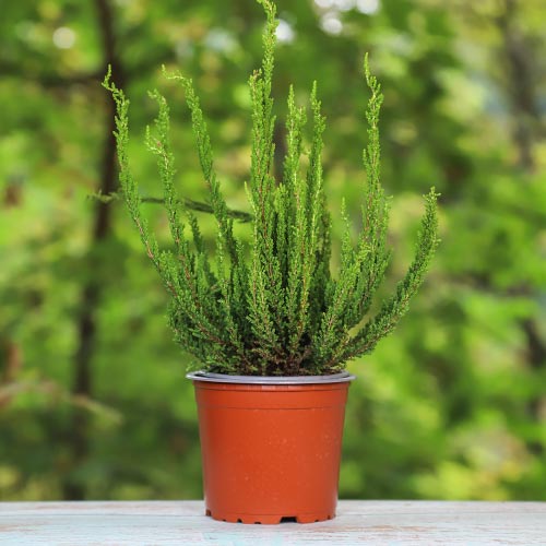 Верес звичайний Зельда артикул фото 1 Верес звичайний Зельда зображення 1 артикул 5440