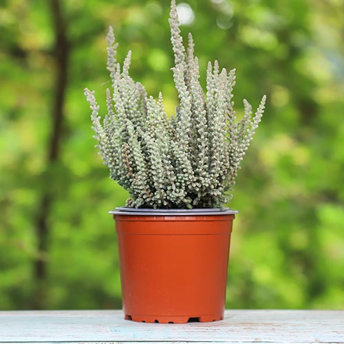 Верес звичайний Зіллі артикул фото 1 Верес звичайний Зіллі зображення 1 артикул 5441