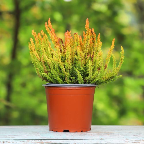 Верес звичайний Зое артикул фото 1 Верес звичайний Зое зображення 1 артикул 5442