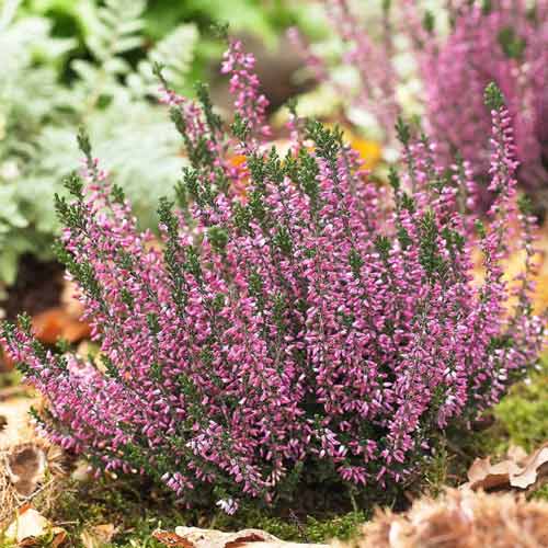 Верес Афродіта зображення 1 артикул 68626