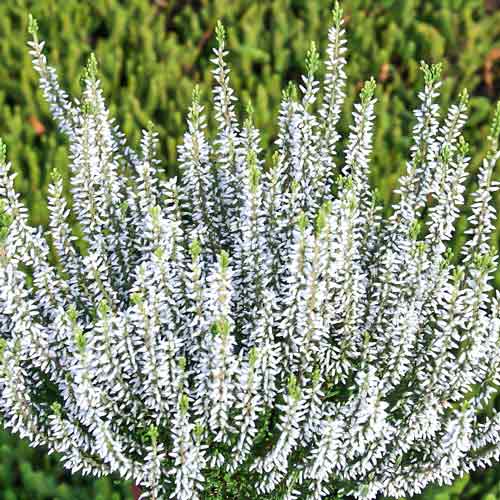 Верес звичайний Альба Прекокс зображення 1 артикул 68908