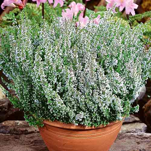 Верес звичайний Алісія зображення 1 артикул 68896