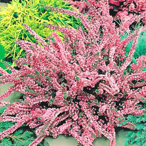 Верес звичайний Аннемарі зображення 1 артикул 68897