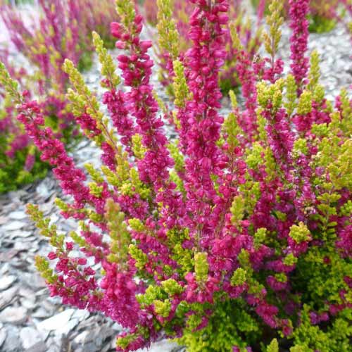 Вереск обыкновенный Атен артикул фото 1 Вереск обыкновенный Атен рисунок 1 артикул 68910