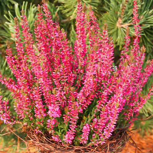 Верес Діско Квін зображення 1 артикул 68628