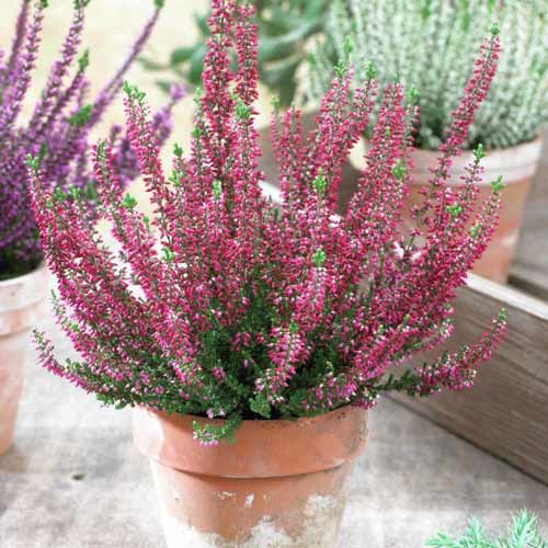 Вереск Голландия рисунок 1 артикул 68627