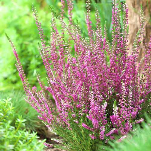 Верес Кармен зображення 1 артикул 68629