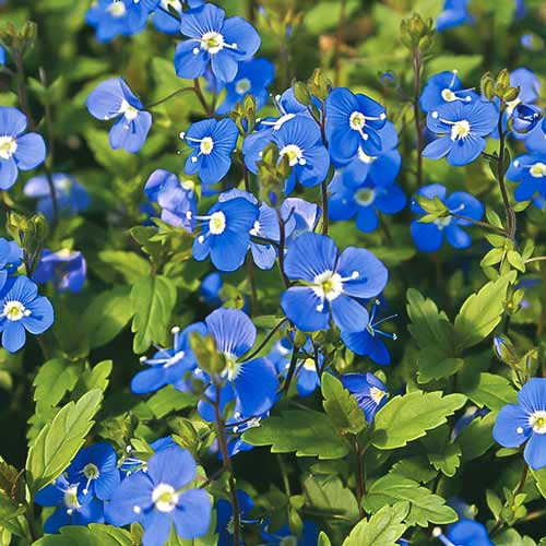 Вероніка Джорджія Блю зображення 1 артикул 68894