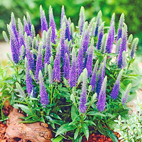 Вероника Спиката Блю Эксплоужен рисунок 1 артикул 70453