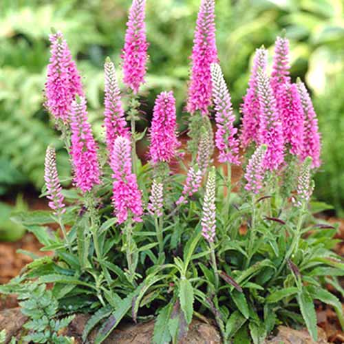 Вероника Спиката Хайдекинд рисунок 1 артикул 70454