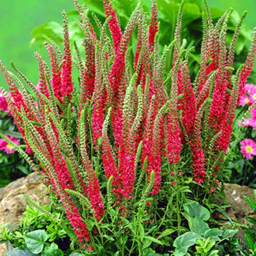 Вероника Спиката Ротфукс рисунок 1 артикул 70455