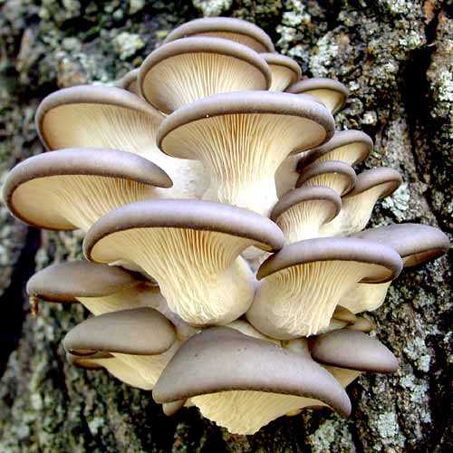 Глива весняна артикул фото 1 Глива весняна зображення 1 артикул 9727