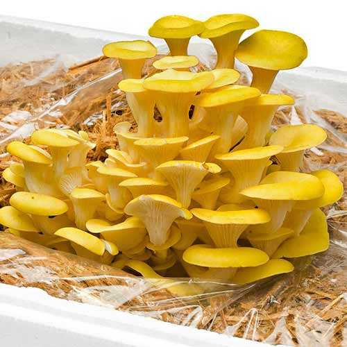 Глива золота зображення 1 артикул 9728