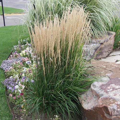 Вейник остроцветковый Карл Форстер рисунок 1 артикул 01313