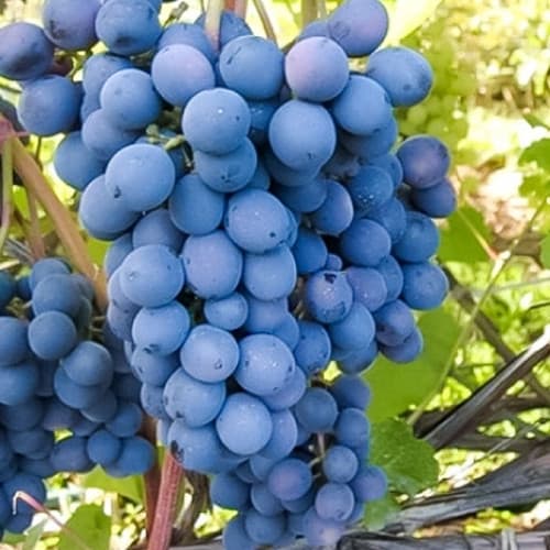 Виноград Агат Донской артикул фото 1 Виноград Агат Донской рисунок 1 артикул 7348