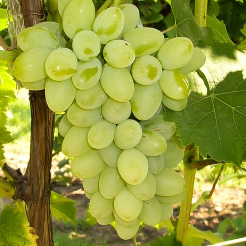 Виноград Амурский белый рисунок 1 артикул 7378