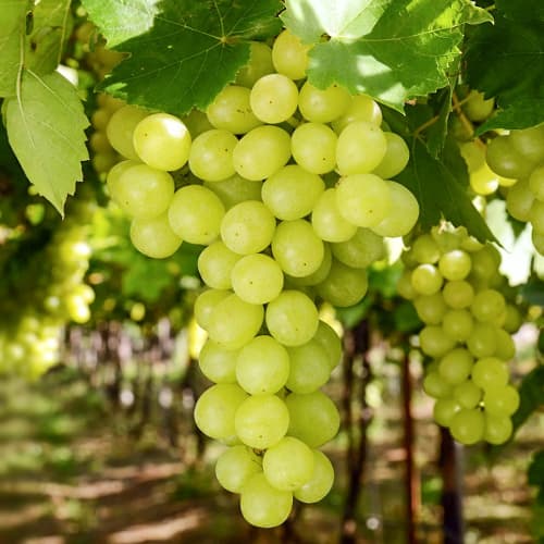 Виноград Аркадія зображення 1 артикул 7303