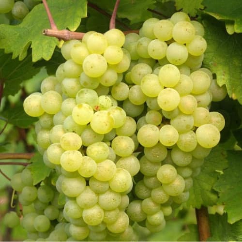 Виноград Біанка зображення 1 артикул 7334