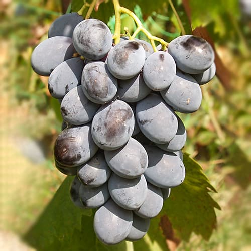Виноград Блек Гранд зображення 1 артикул 7305