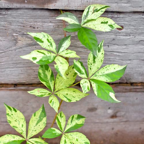 Виноград дівочий Star Showers зображення 1 артикул 5866