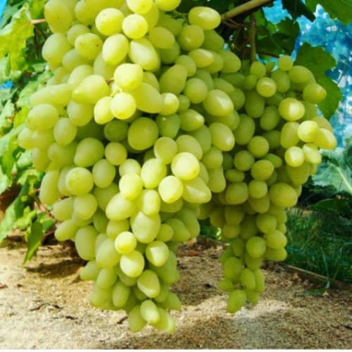 Виноград Долгожданный рисунок 1 артикул 7355