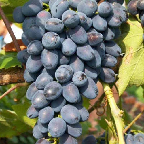 Виноград Фуршетный рисунок 1 артикул 6975