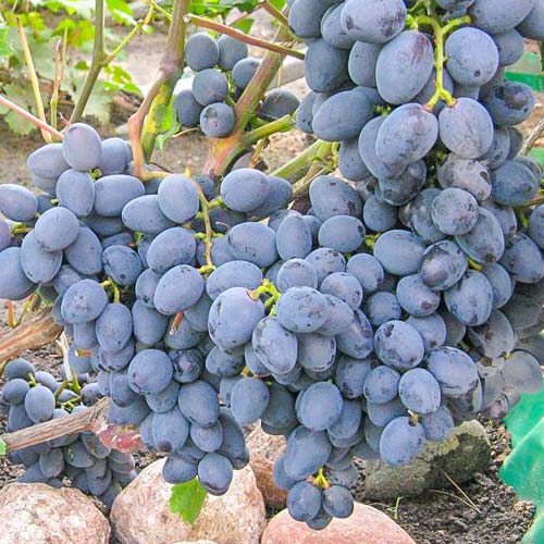 Виноград Гала, саджанці артикул фото 1 Виноград Гала, саджанці зображення 1 артикул 7388