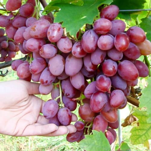 Виноград Граф Монте Кристо рисунок 1 артикул 6964