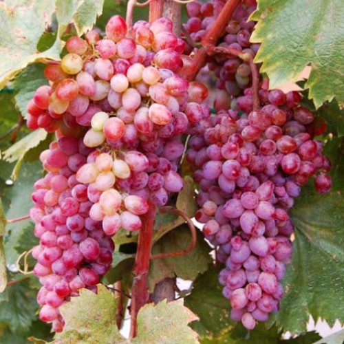 Виноград кишмиш Кінг Рубі зображення 1 артикул 7311