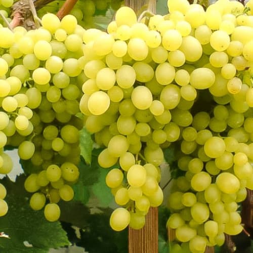 Виноград кишмиш Белое Пламя рисунок 1 артикул 7668