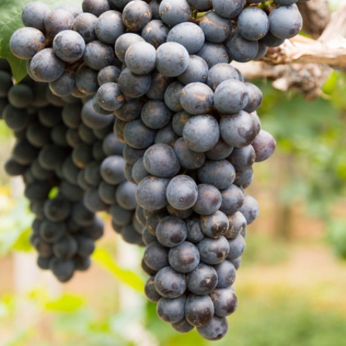 Виноград кишмиш чорний зображення 1 артикул 7317