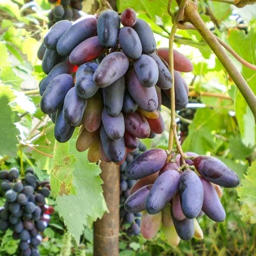 Виноград кишмиш Черный палец рисунок 1 артикул 7318