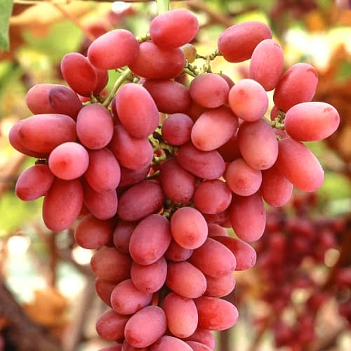 Виноград кишмиш червоний зображення 1 артикул 7313