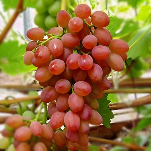 Виноград кишмиш Лучистый рисунок 1 артикул 7314