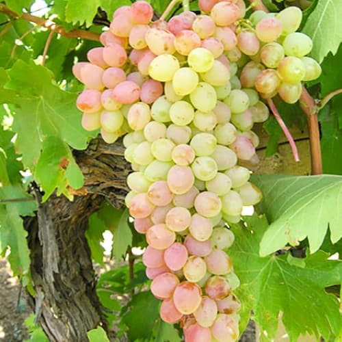 Виноград кишмиш Мрія зображення 1 артикул 6968