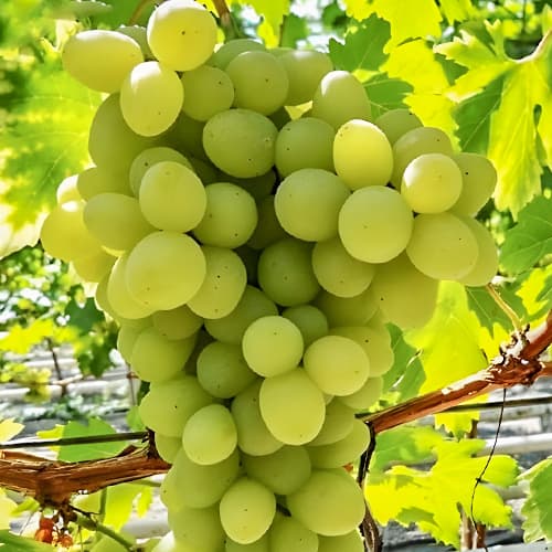 Виноград кишмиш Прайм Сидлис рисунок 1 артикул 9651