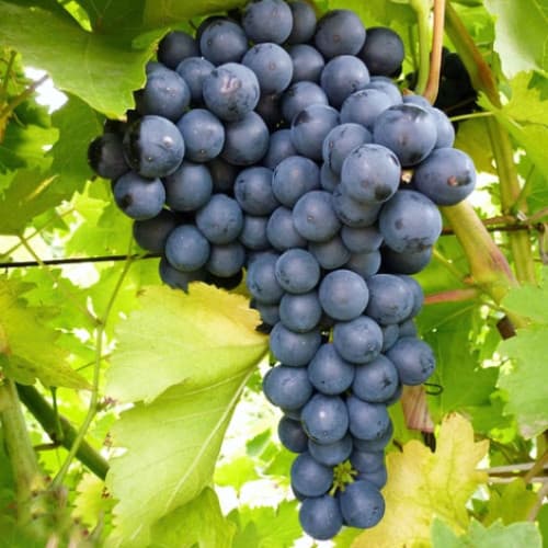 Виноград кишмиш Изумруд рисунок 1 артикул 7670