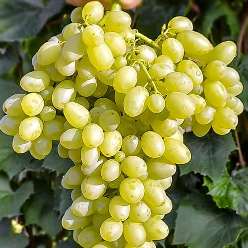 Виноград кишмиш Століття зображення 1 артикул 7316