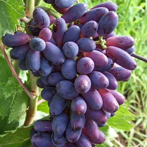 Виноград кишмиш Юпитер рисунок 1 артикул 6955