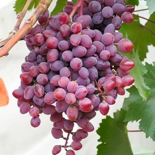 Виноград кишмиш Запорізький зображення 1 артикул 6969