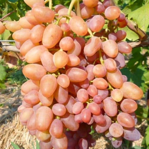 Виноград кишмиш Знахідка зображення 1 артикул 6970