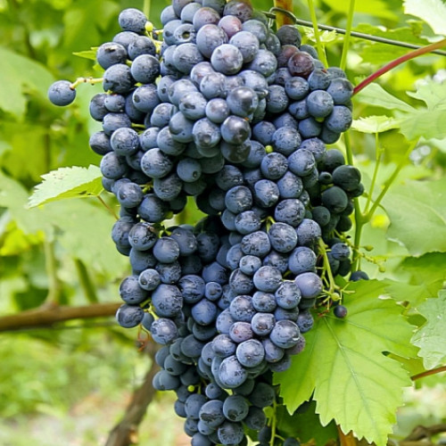 Виноград Красень, саджанці зображення 1 артикул 7362