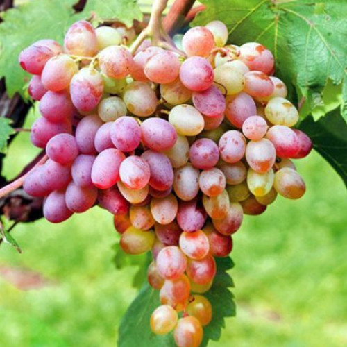 Виноград Ливия артикул фото 1 Виноград Ливия рисунок 1 артикул 7672