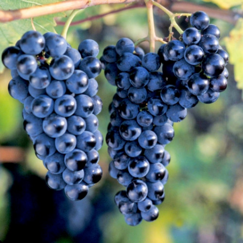 Виноград Маркетт, саджанці зображення 1 артикул 7660