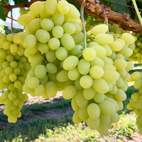 Саженцы винограда Монарх рисунок 1 артикул 7661