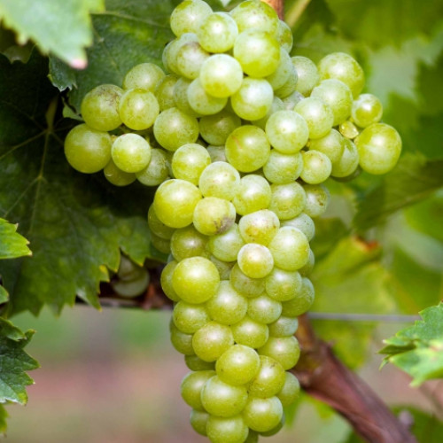 Виноград Мускат білий артикул фото 1 Виноград Мускат білий зображення 1 артикул 7322