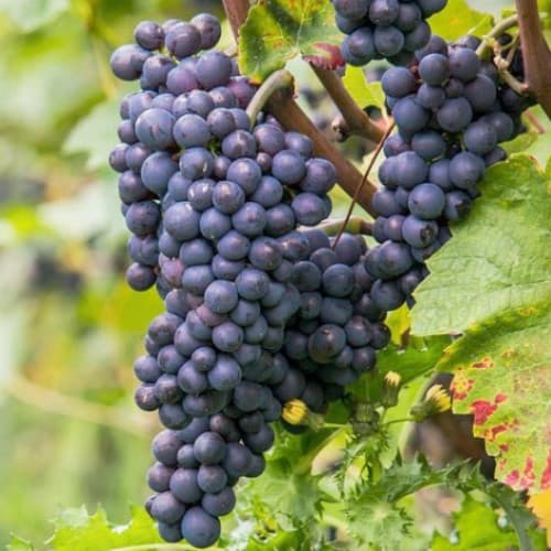 Виноград Піно Нуар зображення 1 артикул 6972