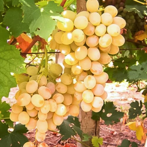 Виноград Розовая Дымка рисунок 1 артикул 6973