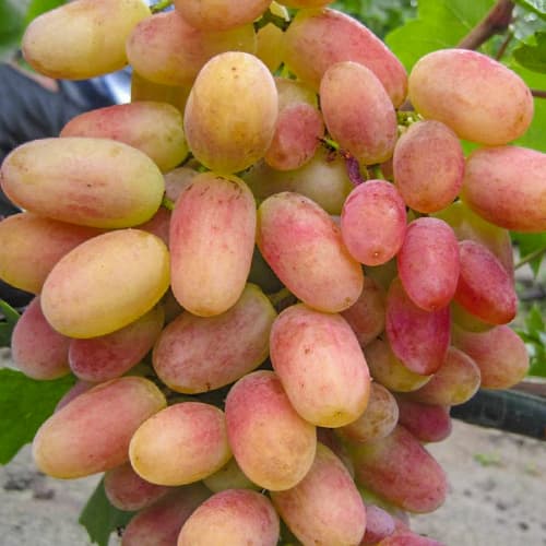 Виноград Сенсація зображення 1 артикул 7326