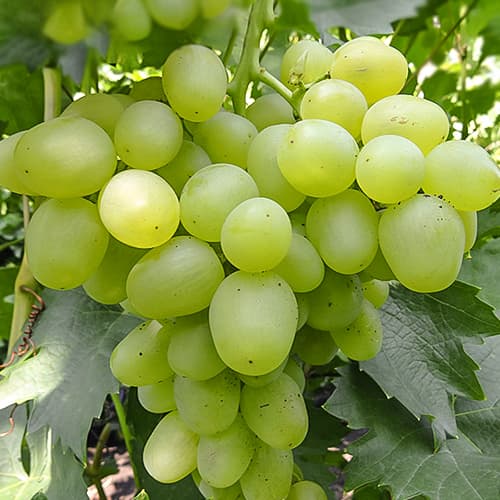 Виноград Супер экстра рисунок 1 артикул 7327